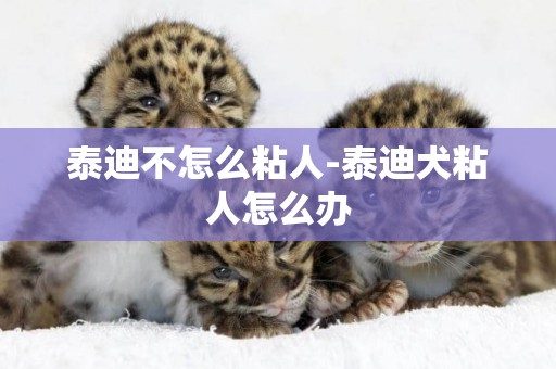 泰迪不怎么粘人-泰迪犬粘人怎么辦