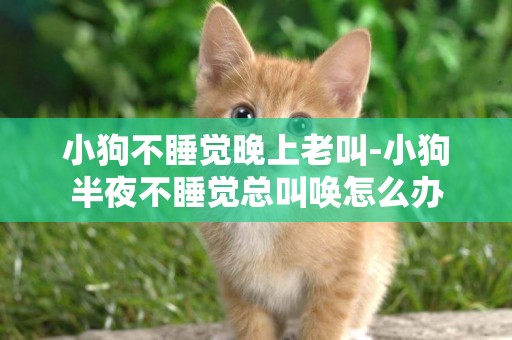 小狗不睡覺晚上老叫-小狗半夜不睡覺總叫喚怎么辦