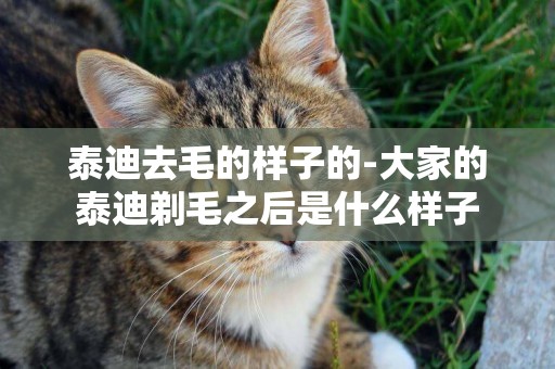 泰迪去毛的樣子的-大家的泰迪剃毛之后是什么樣子