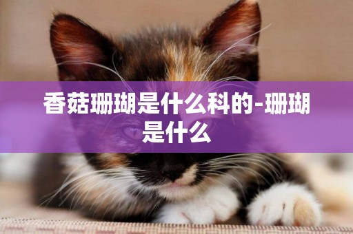香菇珊瑚是什么科的-珊瑚是什么