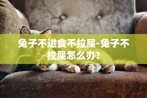 兔子不進食不拉屎-兔子不拉屎怎么辦?