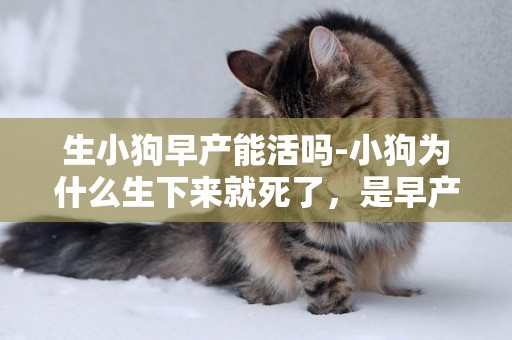 生小狗早產能活嗎-小狗為什么生下來就死了，是早產嗎？原因呢？