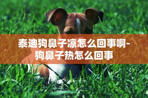 泰迪狗鼻子涼怎么回事啊-狗鼻子熱怎么回事