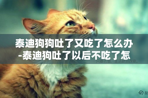泰迪狗狗吐了又吃了怎么辦-泰迪狗吐了以后不吃了怎么辦