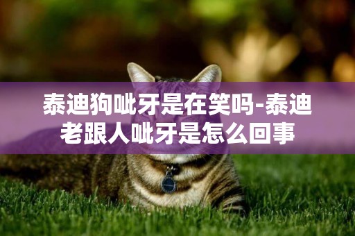 泰迪狗呲牙是在笑嗎-泰迪老跟人呲牙是怎么回事