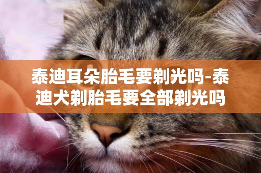 泰迪耳朵胎毛要剃光嗎-泰迪犬剃胎毛要全部剃光嗎