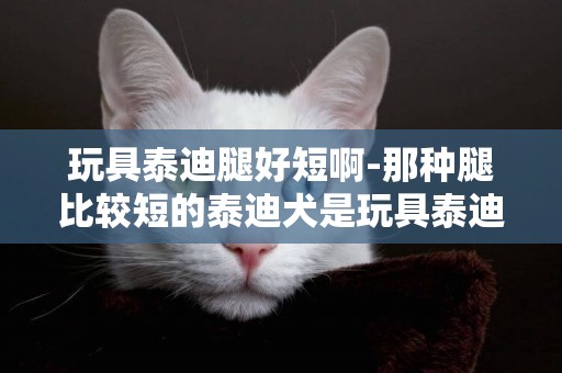 玩具泰迪腿好短啊-那種腿比較短的泰迪犬是玩具泰迪犬還是迷你泰迪犬？