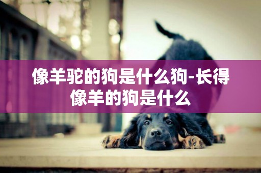 像羊駝的狗是什么狗-長得像羊的狗是什么