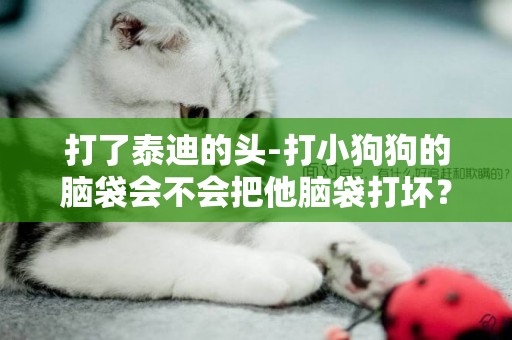 打了泰迪的頭-打小狗狗的腦袋會不會把他腦袋打壞？