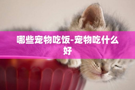 哪些寵物吃飯-寵物吃什么好