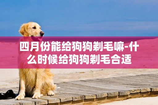 四月份能給狗狗剃毛嘛-什么時候給狗狗剃毛合適