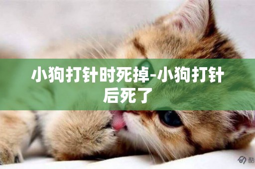 小狗打針時死掉-小狗打針后死了