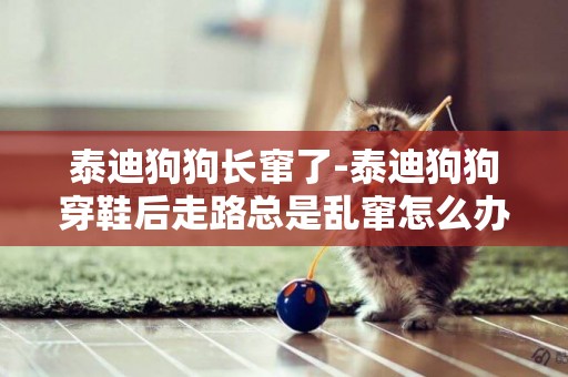 泰迪狗狗長竄了-泰迪狗狗穿鞋后走路總是亂竄怎么辦？