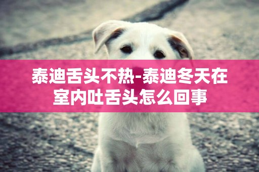 泰迪舌頭不熱-泰迪冬天在室內吐舌頭怎么回事