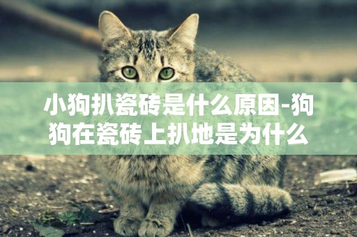 小狗扒瓷磚是什么原因-狗狗在瓷磚上扒地是為什么