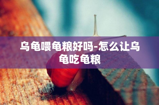 烏龜喂龜糧好嗎-怎么讓烏龜吃龜糧