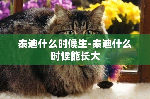 泰迪什么時候生-泰迪什么時候能長大
