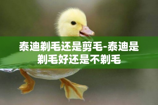 泰迪剃毛還是剪毛-泰迪是剃毛好還是不剃毛
