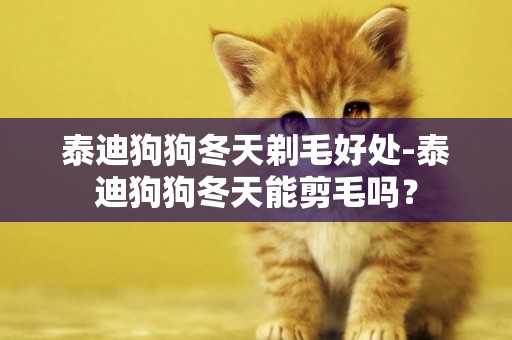 泰迪狗狗冬天剃毛好處-泰迪狗狗冬天能剪毛嗎？