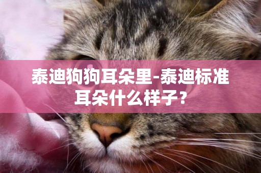 泰迪狗狗耳朵里-泰迪標準耳朵什么樣子？