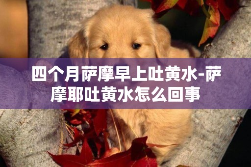 四個月薩摩早上吐黃水-薩摩耶吐黃水怎么回事