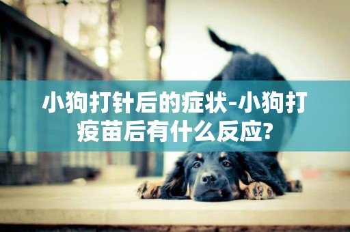小狗打針后的癥狀-小狗打疫苗后有什么反應?