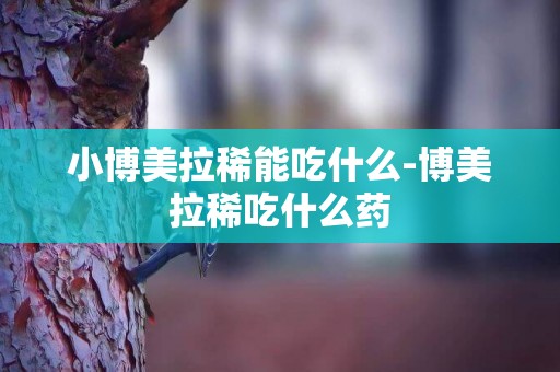 小博美拉稀能吃什么-博美拉稀吃什么藥