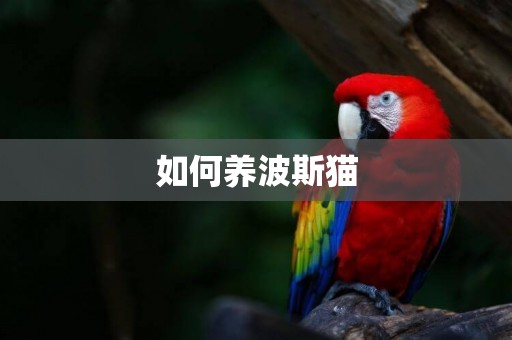如何養波斯貓