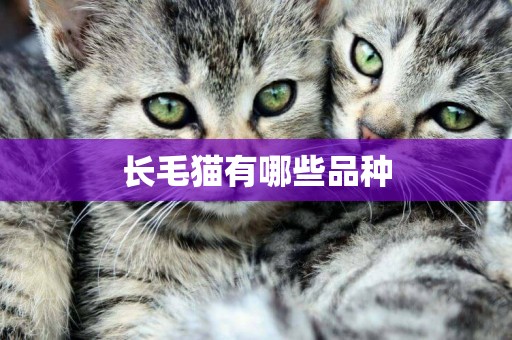 長毛貓有哪些品種