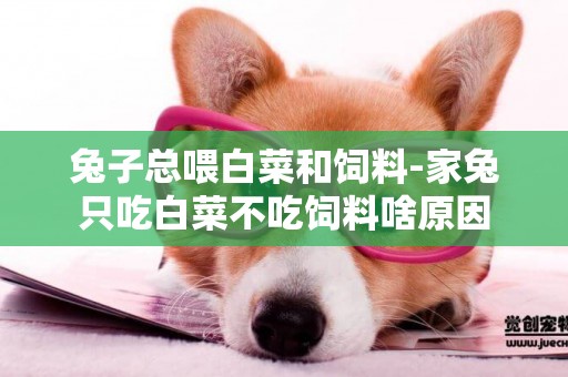 兔子總喂白菜和飼料-家兔只吃白菜不吃飼料啥原因