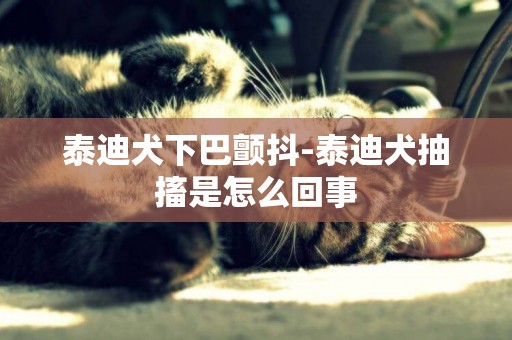 泰迪犬下巴顫抖-泰迪犬抽搐是怎么回事