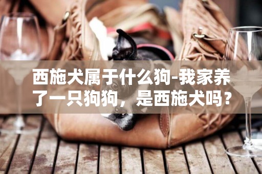 西施犬屬于什么狗-我家養了一只狗狗，是西施犬嗎？
