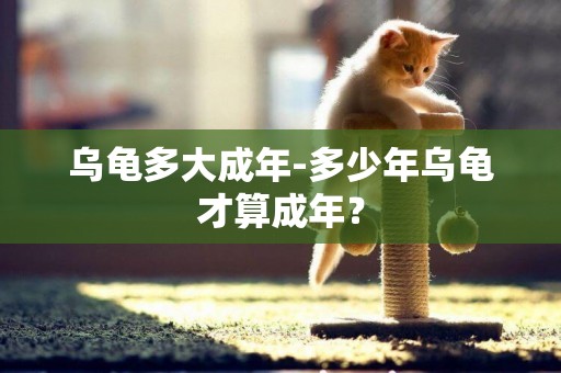 烏龜多大成年-多少年烏龜才算成年？