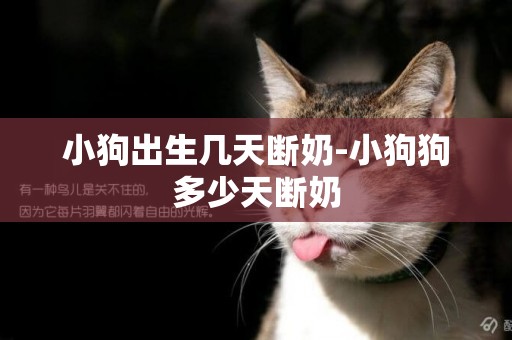 小狗出生幾天斷奶-小狗狗多少天斷奶