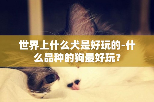 世界上什么犬是好玩的-什么品種的狗最好玩？