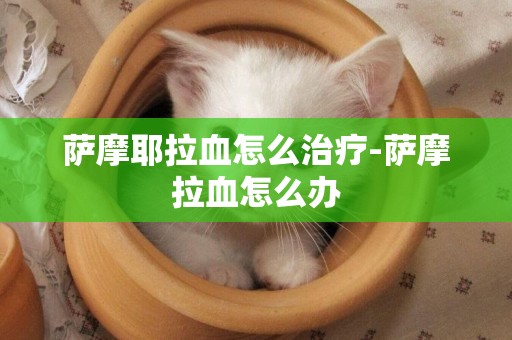 薩摩耶拉血怎么治療-薩摩拉血怎么辦
