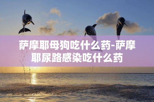 薩摩耶母狗吃什么藥-薩摩耶尿路感染吃什么藥