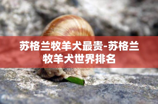 蘇格蘭牧羊犬最貴-蘇格蘭牧羊犬世界排名