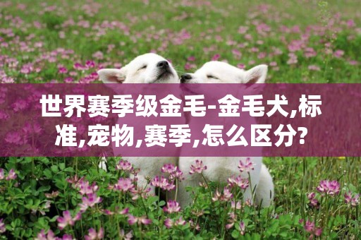 世界賽季級金毛-金毛犬,標準,寵物,賽季,怎么區分?
