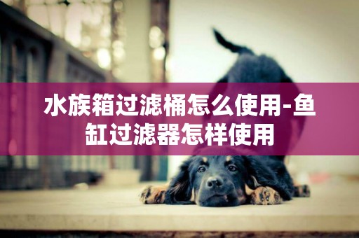 水族箱過濾桶怎么使用-魚缸過濾器怎樣使用
