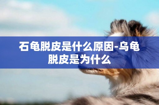 石龜脫皮是什么原因-烏龜脫皮是為什么