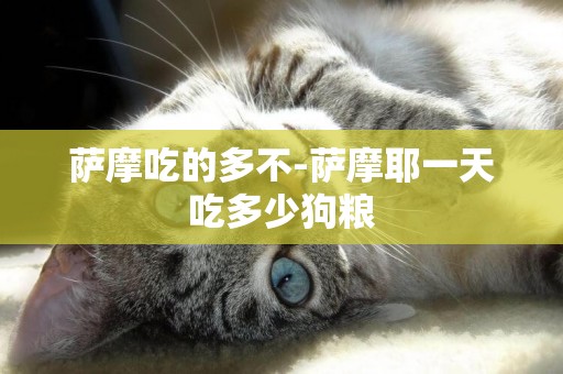 薩摩吃的多不-薩摩耶一天吃多少狗糧