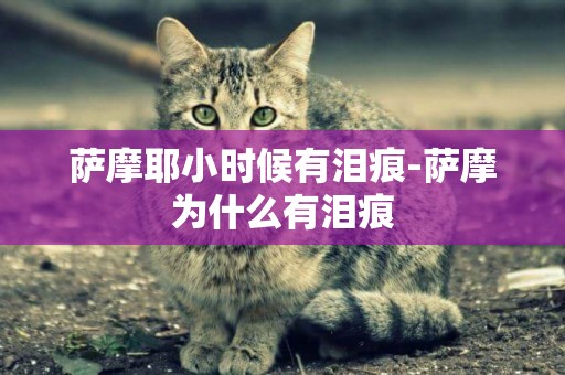 薩摩耶小時候有淚痕-薩摩為什么有淚痕