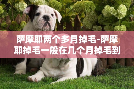 薩摩耶兩個多月掉毛-薩摩耶掉毛一般在幾個月掉毛到長毛多長時間