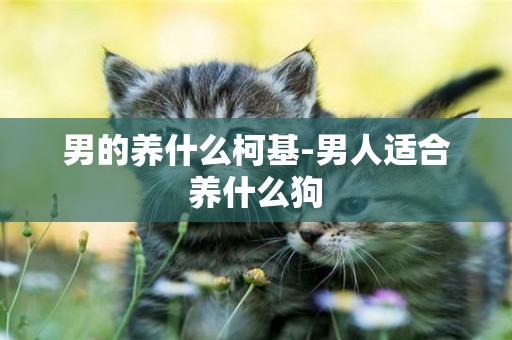 男的養什么柯基-男人適合養什么狗
