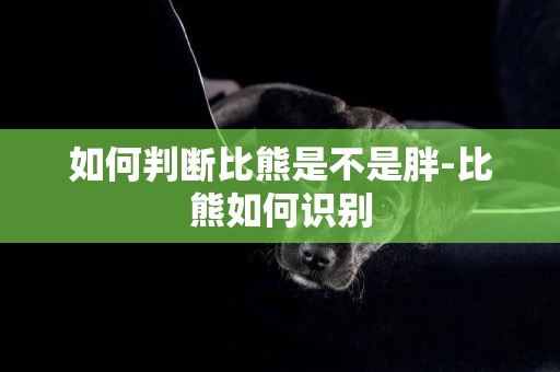 如何判斷比熊是不是胖-比熊如何識別