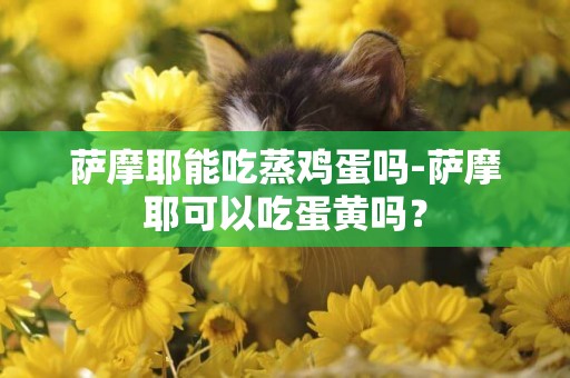 薩摩耶能吃蒸雞蛋嗎-薩摩耶可以吃蛋黃嗎？