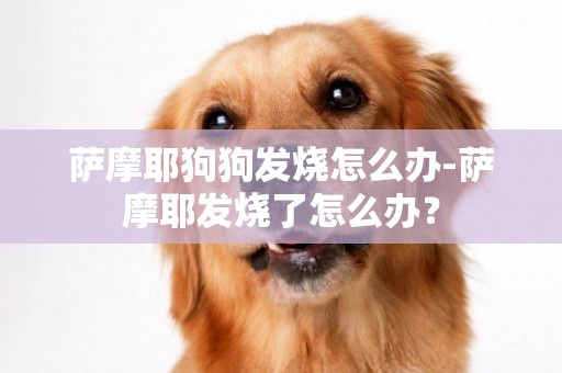薩摩耶狗狗發燒怎么辦-薩摩耶發燒了怎么辦？
