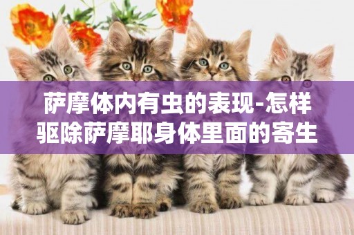 薩摩體內有蟲的表現-怎樣驅除薩摩耶身體里面的寄生蟲