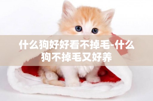 什么狗好好看不掉毛-什么狗不掉毛又好養